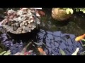Koi ornamental pond fish