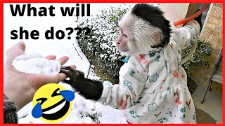 Hilarious Reaction  Monkey Sees Snow For The First Time  Monkey Barking At Snow  Capuchin