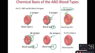 BIOL 314 Blood Disorders and Blood Typing (Ch 18 Part 4) screenshot 2