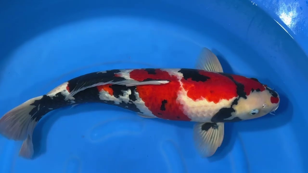 Showa - koi #x1222t017 - Isa Koi Farm
