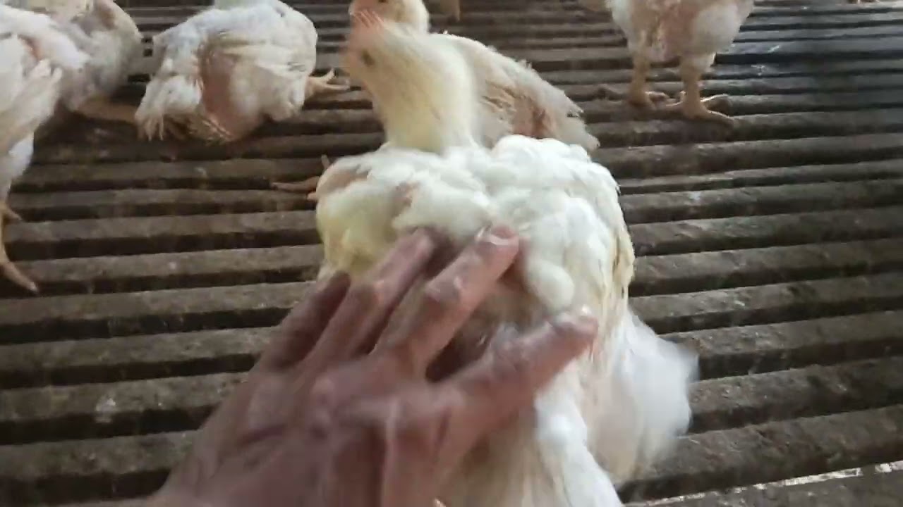 Hari ini sdh umur 27 hari bibit MB