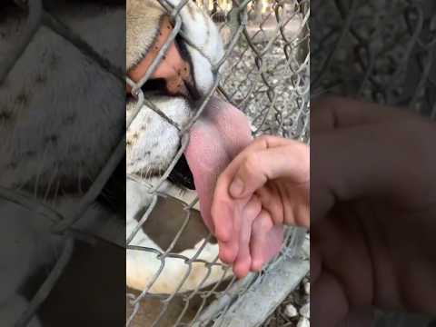 НЕ Давай ТИГРУ Облизывать РУКУ и Вот ПОЧЕМУ! #факты