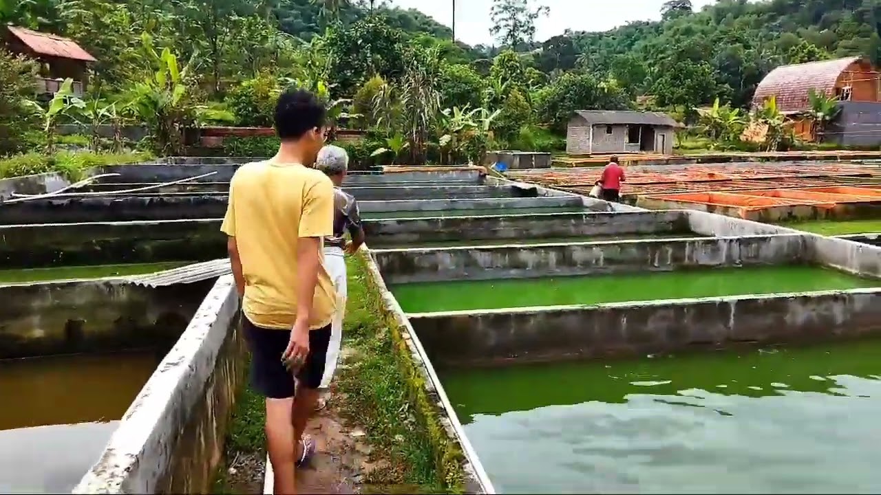 KASIH MAKAN LELE KONSUMSI BARENG MAESTRO LELE SANGKURIANG.