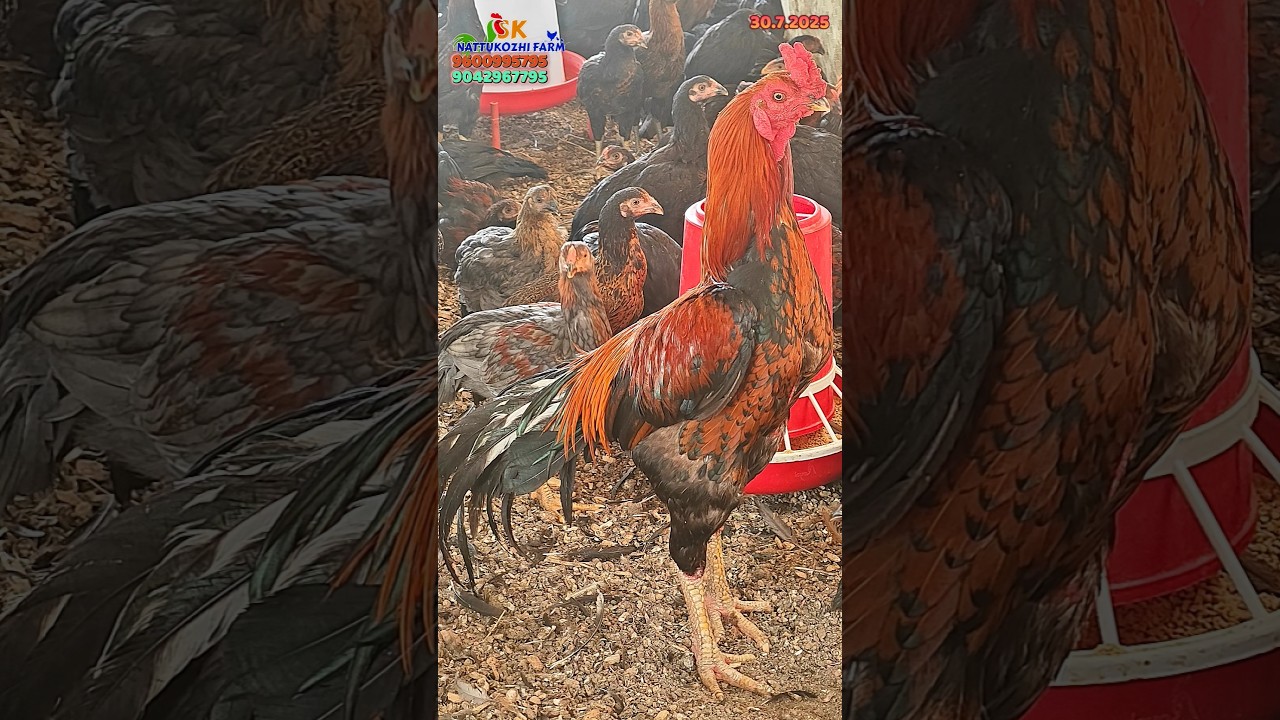 Aseel cross peruvadai 1 monthu Chick 🐥 Just 110₹..