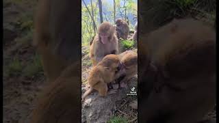 Goofy Ahh Slip Slowreverb Emotional