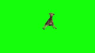 Goat Animated Jumping Green Screen