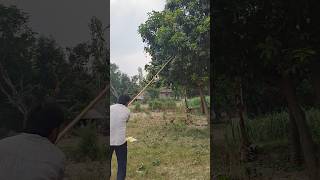 Free Stock Video | Mango Plucking in Summer Orchard 🌿🥭 #nature #stockfootage #summer