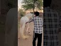 Nagin 🐍 horse ka jordra dance 🕺 #horse #dance #song #love #lover #horsecare #horselove #dancesong