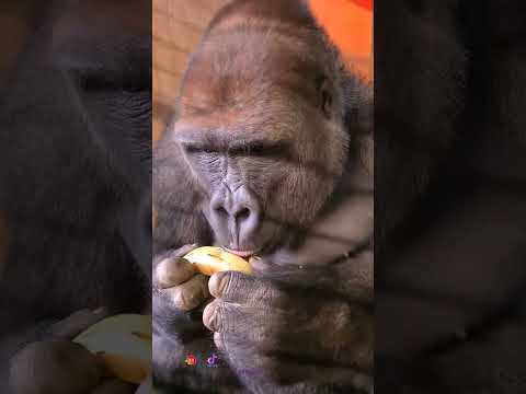 اتيكيت اكل الموز برة اتيكيت موزه اضحك اضحك من قلبك فرحة وسعادة وراحة بال حب