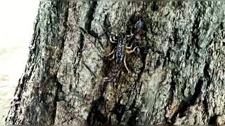 Emperor Scorpion On A Tree.