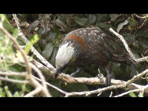 Video: De complete gids voor vogels en dieren in het wild in Nieuw-Zeeland