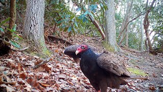 Even turkey vultures need a drink now and then.