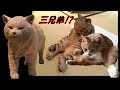 はしもとみお『木のどうぶつたち』に♂猫だいずが居た(笑)【♀猫こむぎ＆♂猫だいず】