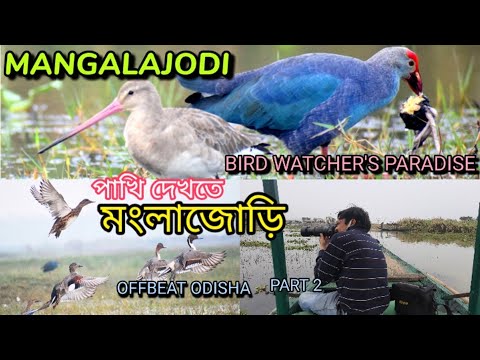 Video: Go Birding sa Mangalajodi sa Chilika Lake sa Odisha