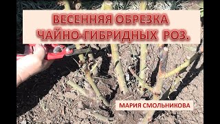 Весенняя обрезка чайно гибридных роз .