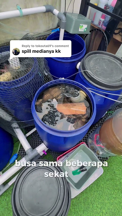 Filter sistem RAS dalam budidaya ikan nila #nila #lele #ikan #kolamikan #budikdamber