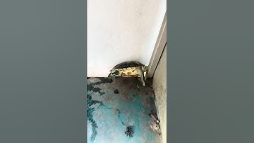 Pipi cứu chú rùa và cái kết #shortvideo