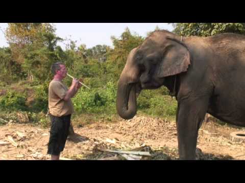 Music for an Elephant - Thailand