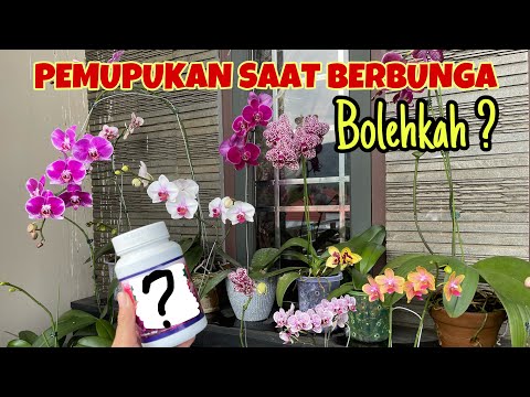 Video: Ketika anggrek berhenti berbunga apa yang harus dilakukan?