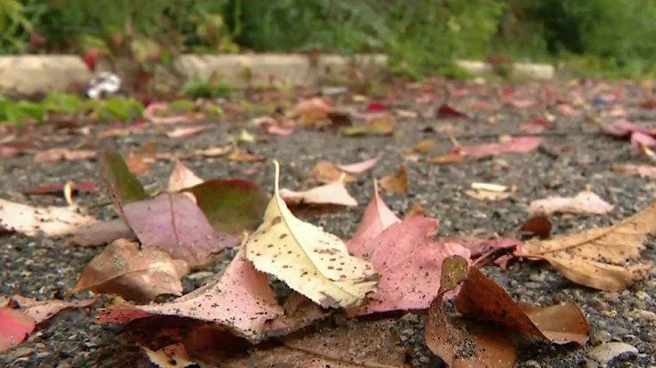 How changing climate is impacting fall colors