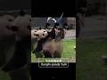 功夫熊貓渝愛(愛姐) KungFu panda YuAi #大熊貓 #福寶 #渝愛 #輝寶 #花花 #功夫 #panda #fubao #yuai #huibao #huahua #kungfu