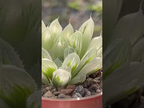 Video: Bloemen haworthia cooperi?