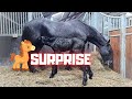 What a big surprise wow i never expected this a tribute to queenuniek  friesian horses