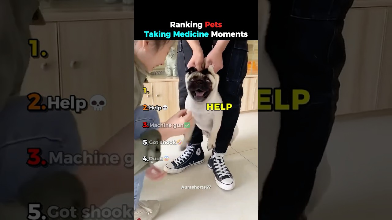 Ranking Pets Taking Medicine Moments
