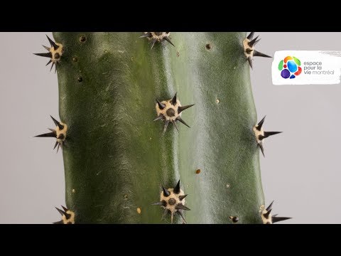 Vidéo: Pourriture de la tige du cactus candélabre : traiter la pourriture de la tige sur un cactus candélabre