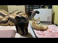 一触即発!?な柴犬と猫