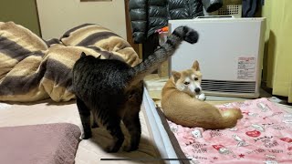 一触即発!?な柴犬と猫