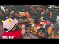 Kasih makan ikan koi lucu #fyp #viral