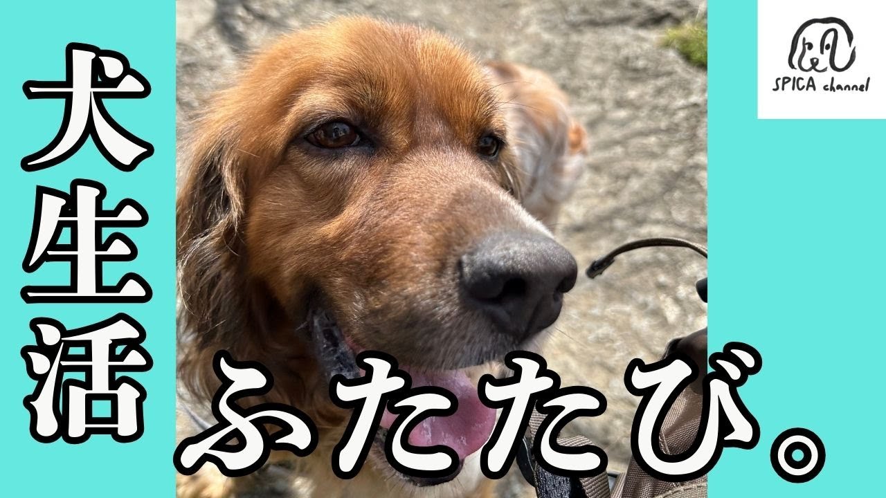 動物愛護センターから保護犬を／運命の出会い／犬生活ふたたび。