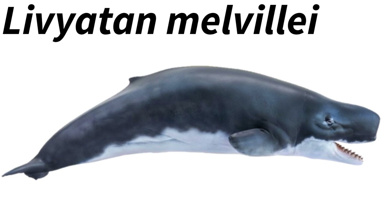 The Giant Prehistoric Sperm Whale: Livyatan melvillei