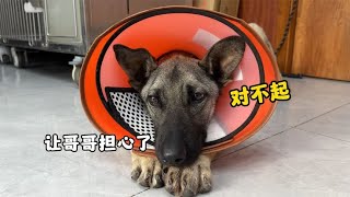 The construction site guard dog's ascites worsened, with sadness in his eyes