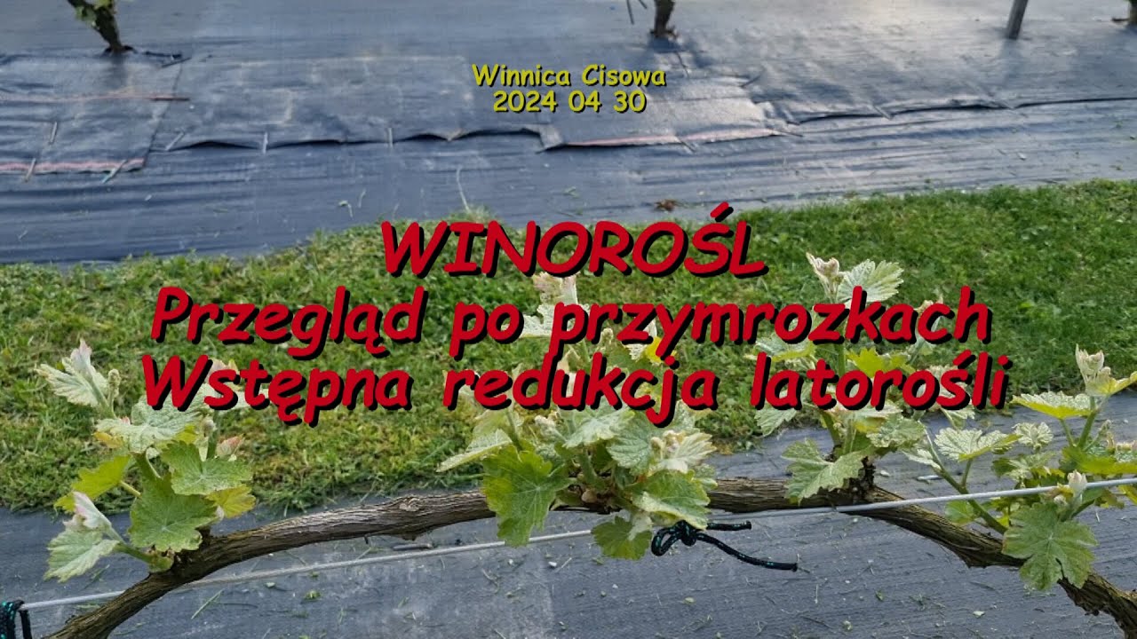 WINOROŚL   Przegląd po przymrozkach  Wstępna redukcja latorośli   Winnica Cisowa 2024 04 30