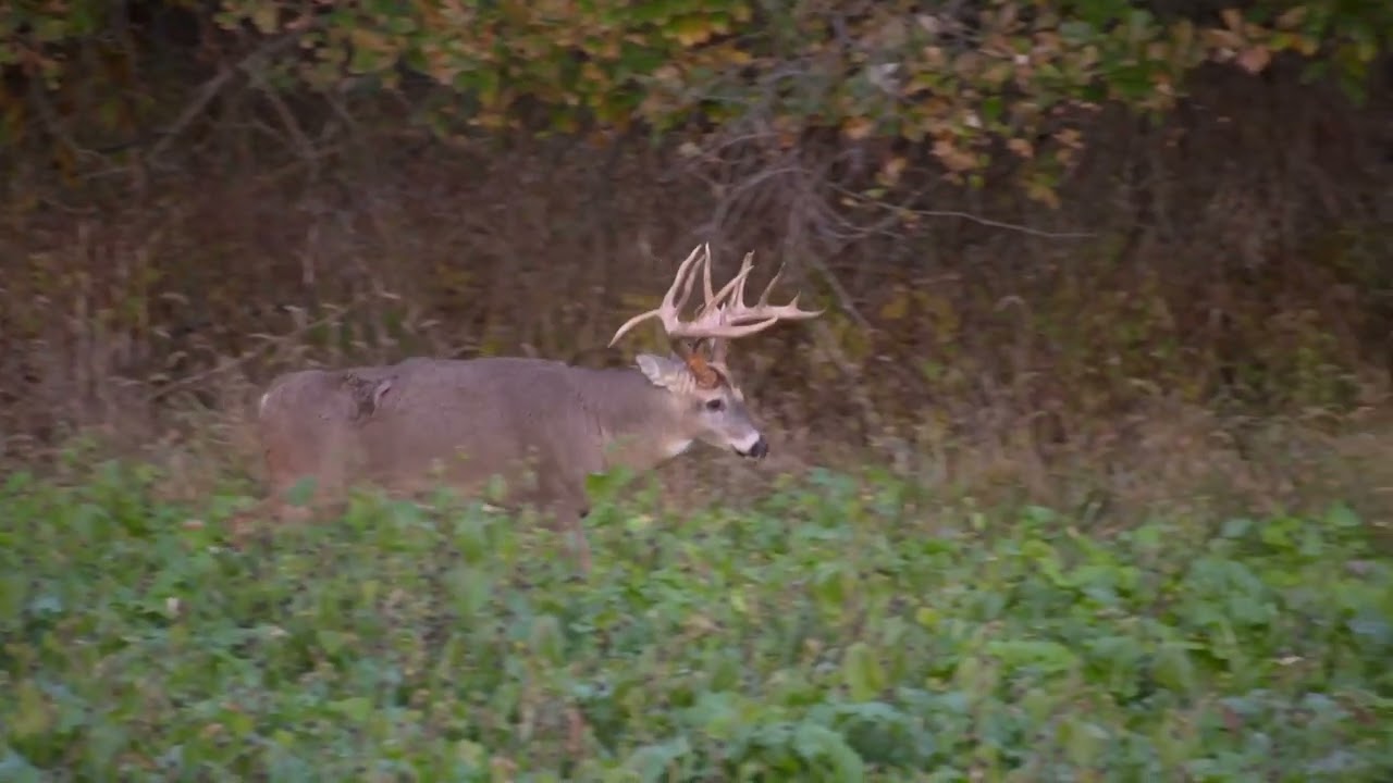 CRUSH Holy Clover Food Plot Mix