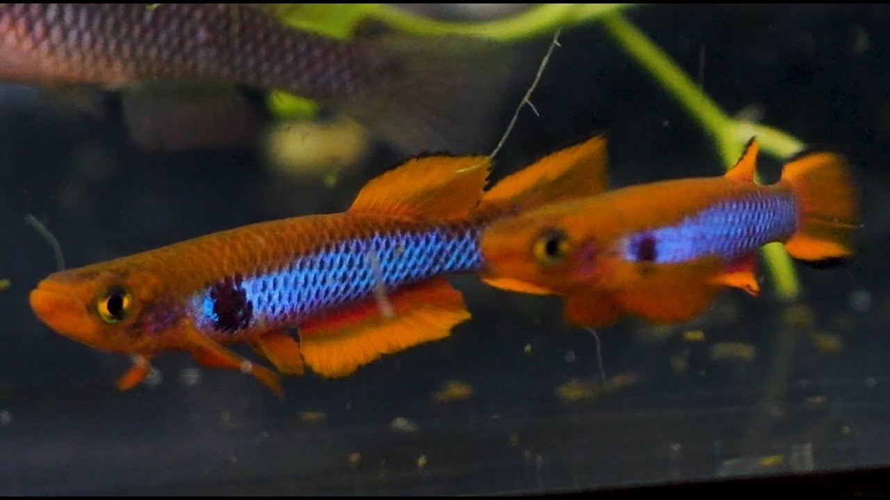 卵生メダカ Aphyosemion ocellatum COFE 2010/01 アフィオセミオン