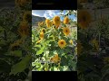 Beautiful sunflower #viralshorts #videoshort #youtubeshorts #flowers #sunflower
