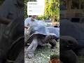 #animals #animaltransformation #turtle #wonderfulpet #funny