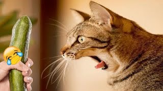 😘😆 Funniest Dogs and Cats ❤️😹 Best Funniest Animals Video 2024 #17