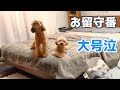 犬達のお留守番を隠し撮りしてみたら、飼い主が知らないところで大号泣してた姿に胸が締め付けられました。