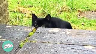 Dwarf Cat Walks Up Tiny Steps And Makes The Whole Garden Smile | Cuddle Buddies