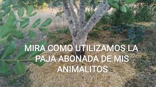 MIRA COMO MEJORA EL SUELO CON PAJA ABONADA DE MIS ANIMALES. Abona árboles, huerto, plantas, TODO.