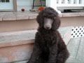 Beaucaniche Standard Poodle Puppies (10 weeks old)