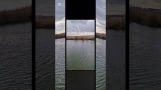 Gölbaşı Gölünde Ördekler Yüzüyor