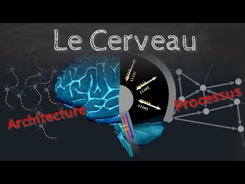 Le Cerveau, comment ça marche ? ( architecture et processus ) - Passe-science #30