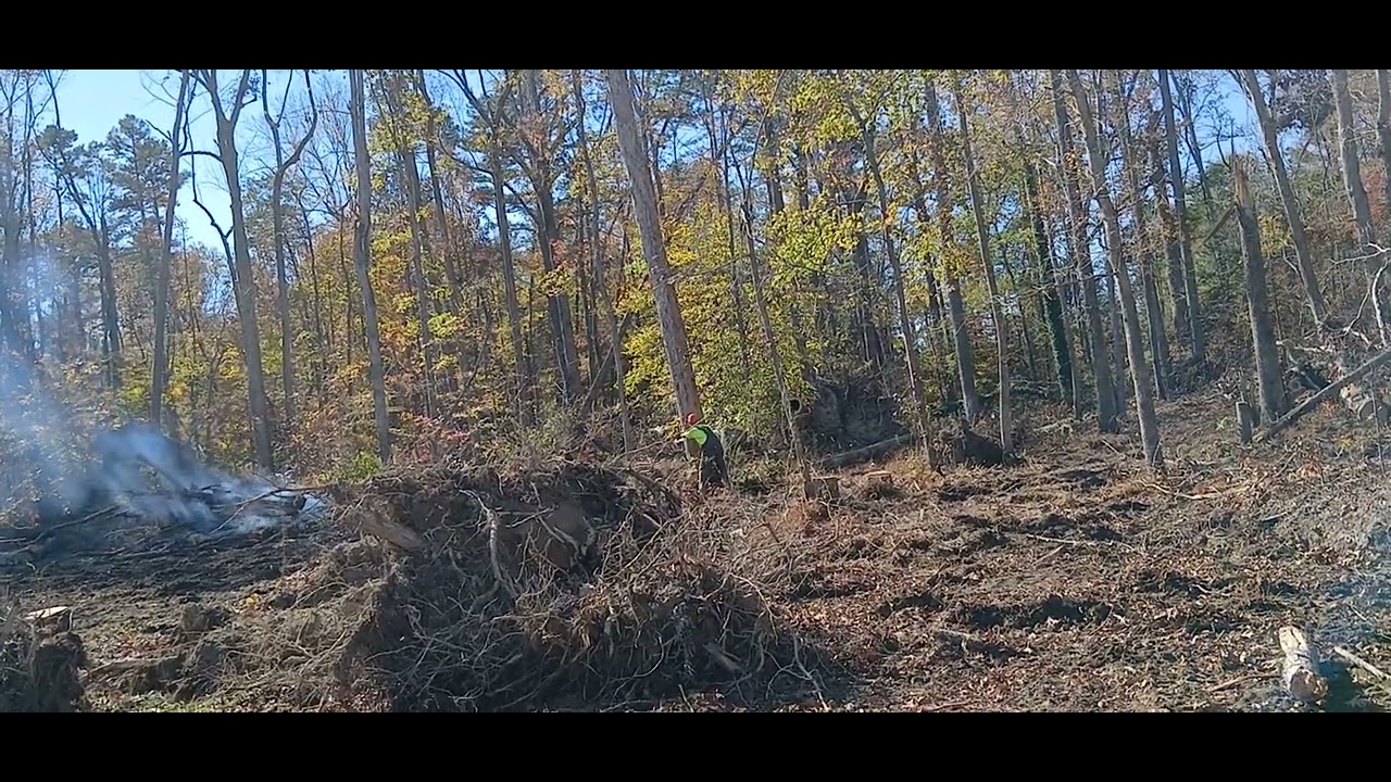 Felling a big dead read oak man almost hit - YouTube