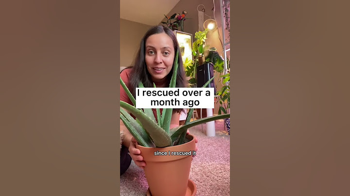 When do I water my aloe plant? #plantcare #aloevera #wateringplants #plants