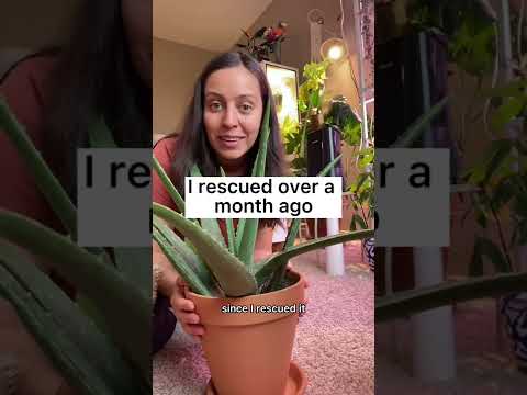 Video: Aloe Vera-besproeiing: hoe om 'n aalwynplant nat te maak